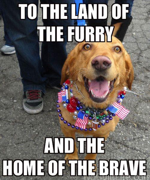 4th Of July Dog Meme